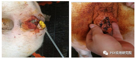 产后母猪这样护理,感染风险低,母猪恢复快!