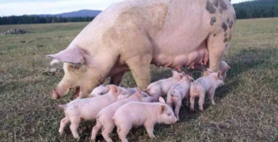 仔猪不吃开口料?早期补料、诱食应注意哪些?