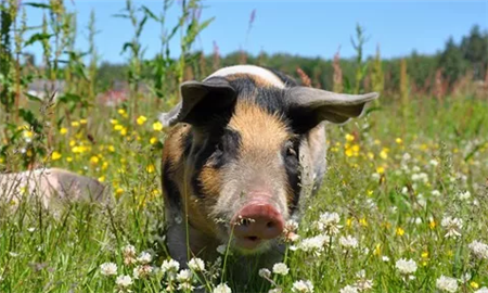 母猪配种的方法,母猪的配种方式有几种?