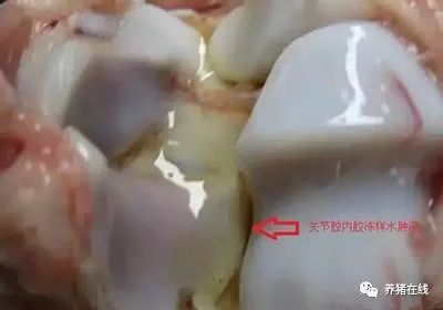 小猪腿肿用什么药?头孢配合它效果翻倍