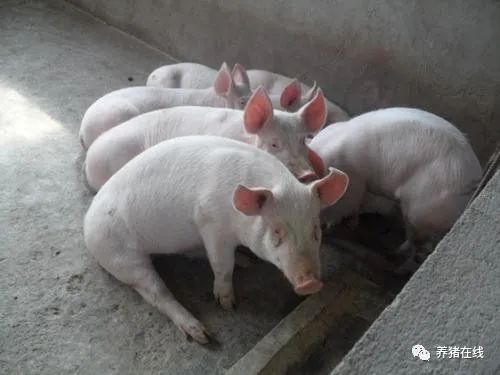 猪站不起来或走路腿拐是咋回事儿?