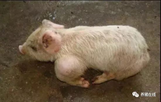 猪关节肿大是什么病,如何有效防治?