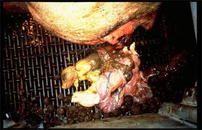 母猪流产的几种主要原因