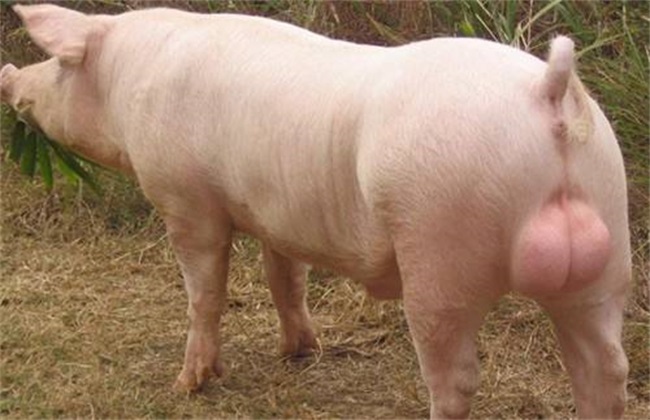 种猪引种需要注意什么?种猪引种注意事项