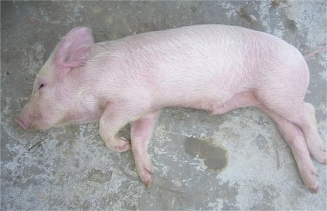 非洲猪瘟传染人吗?市场上的猪肉还能吃吗