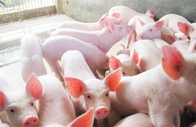 仔猪断奶后的饲养管理