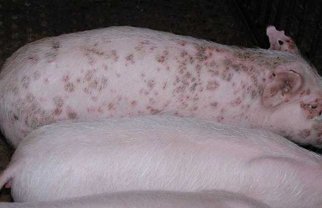 猪丹毒防治方法