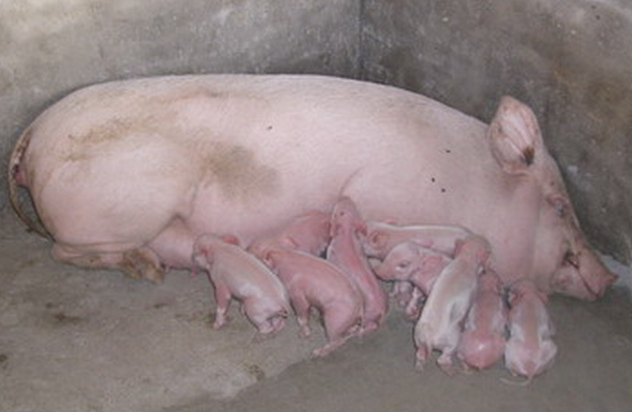 如何缩短母猪产程？