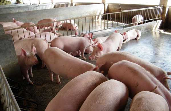 如何提高养猪经济效益？