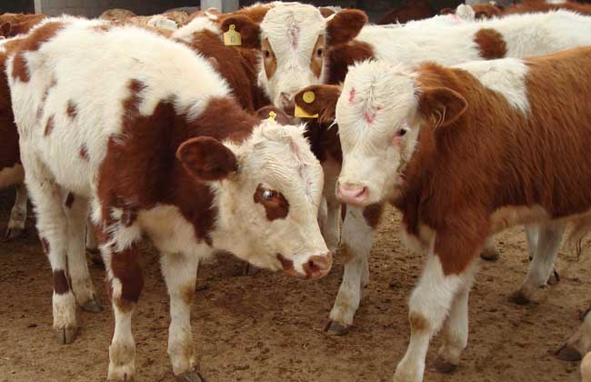 养肉牛什么品种好?