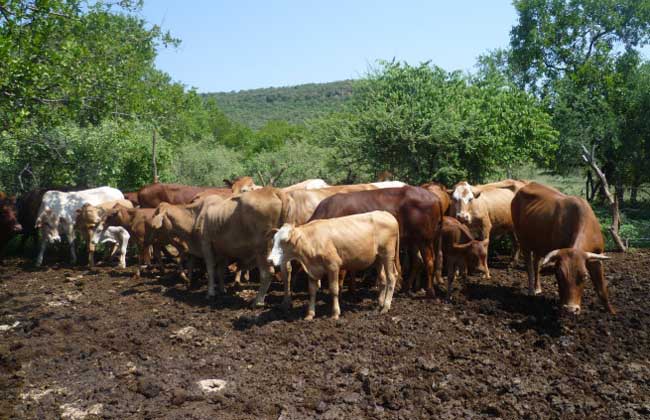 养牛场牛粪如何处理?