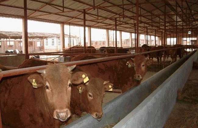 养10头牛一年能赚多少钱?