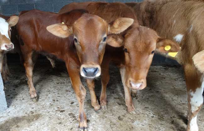 一个人可以养多少牛?