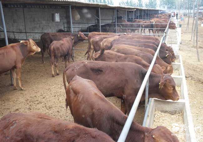 鲁西黄牛的生长周期是多长?