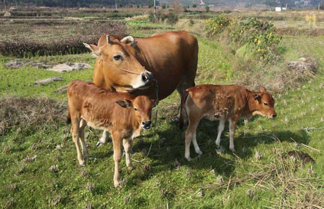 母牛不孕症的治疗方法