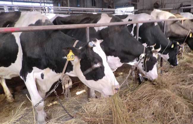 奶牛饲料添加剂的种类