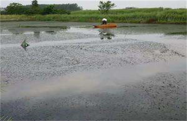 梅雨季节养殖塘该怎么管理