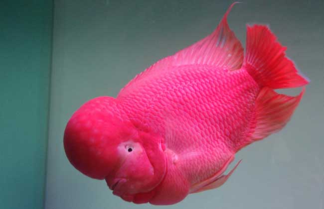 罗汉鱼哪个品种漂亮?