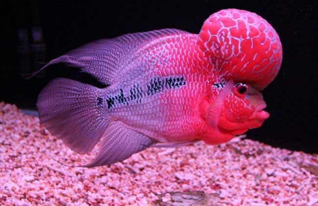 罗汉鱼怎么养出爆头?