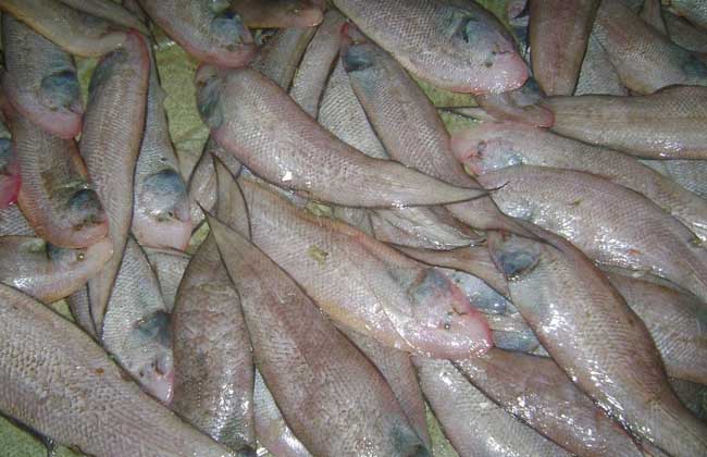 龙利鱼产地在哪里?