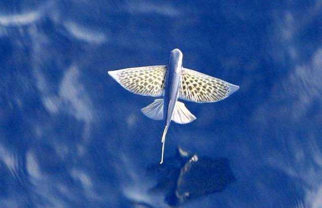 飞鱼吃什么食物?