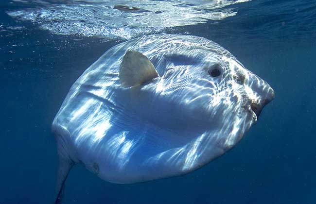 翻车鱼是什么鱼?