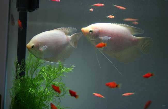 养鱼有什么讲究?