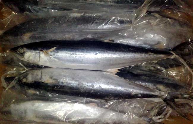 马鲛鱼能人工养殖吗?