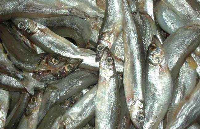 多春鱼的产地在哪里?