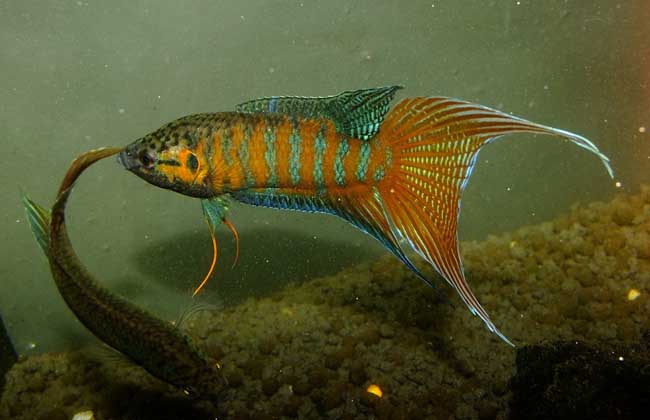 中国斗鱼怎么饲养好?