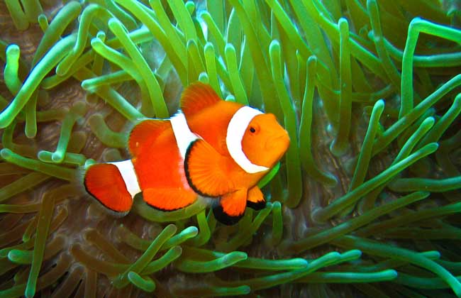小丑鱼能活多久?