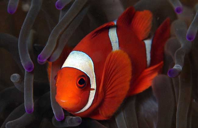 小丑鱼吃什么饲料?