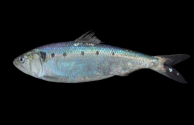 沙丁鱼吃什么食物?