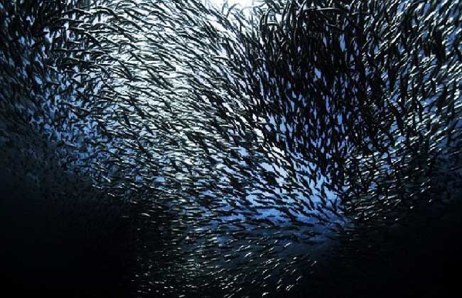 沙丁鱼是深海鱼吗？