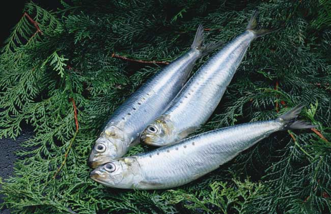 沙丁鱼是什么鱼？