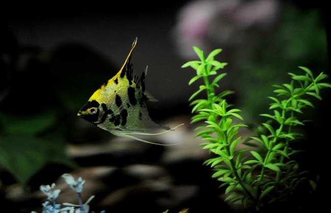 神仙鱼能长多大?