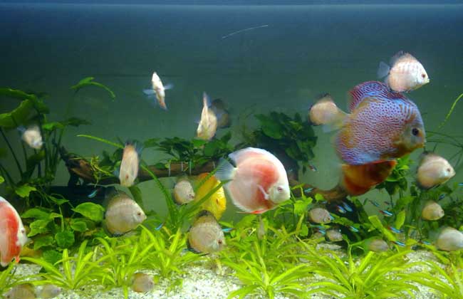 七彩神仙鱼和什么鱼混养?