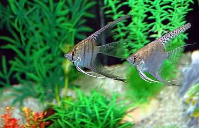 神仙鱼怎么分公母?