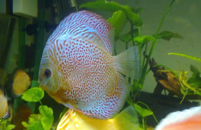 七彩神仙鱼怎么养?