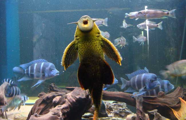 清道夫鱼能长多大?