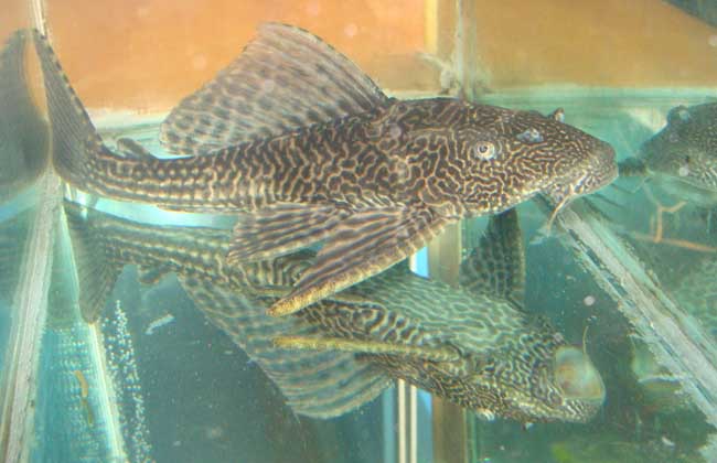 清道夫鱼怎么繁殖？