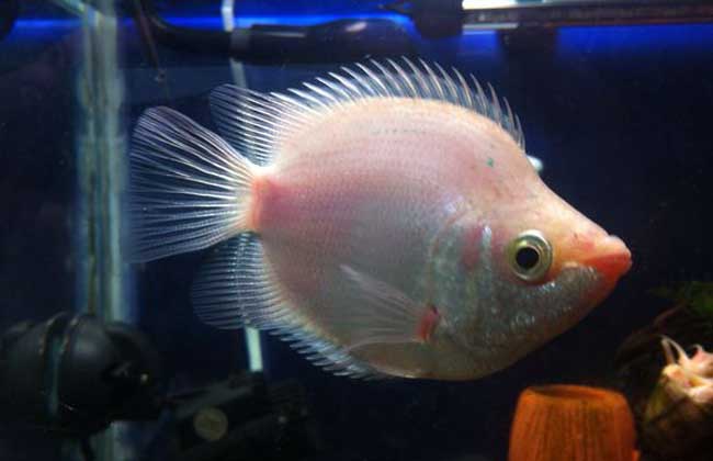 接吻鱼和什么鱼混养?