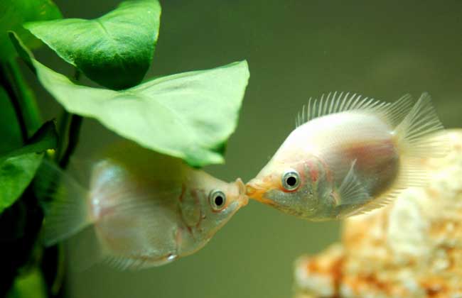 接吻鱼好不好养殖？
