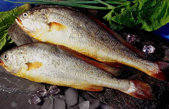 黄花鱼是海鱼吗？