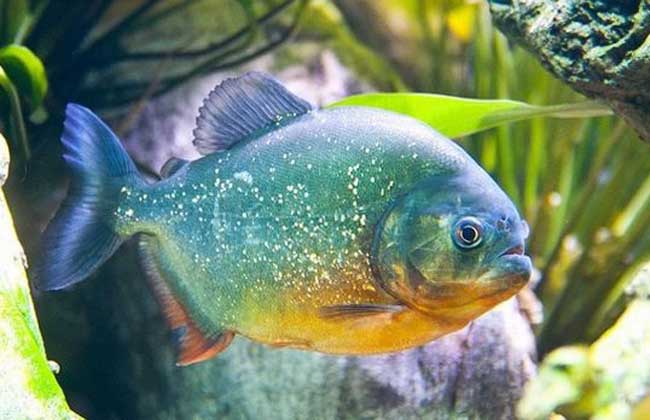 水虎鱼吃什么食物?