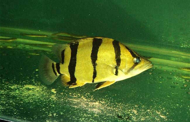 虎鱼和什么鱼混养?