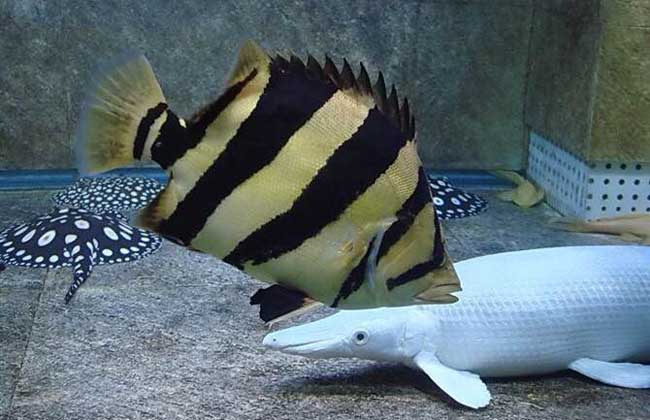 泰国虎鱼怎么养?