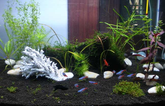 红绿灯鱼的寿命多长?