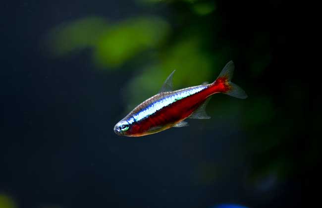 灯鱼是热带鱼吗?