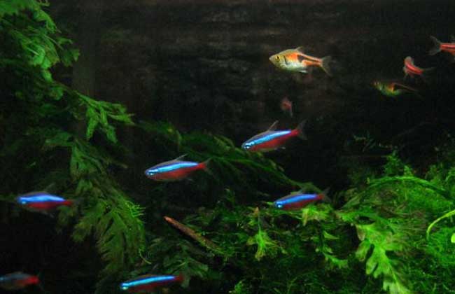 宝莲灯鱼怎么繁殖?